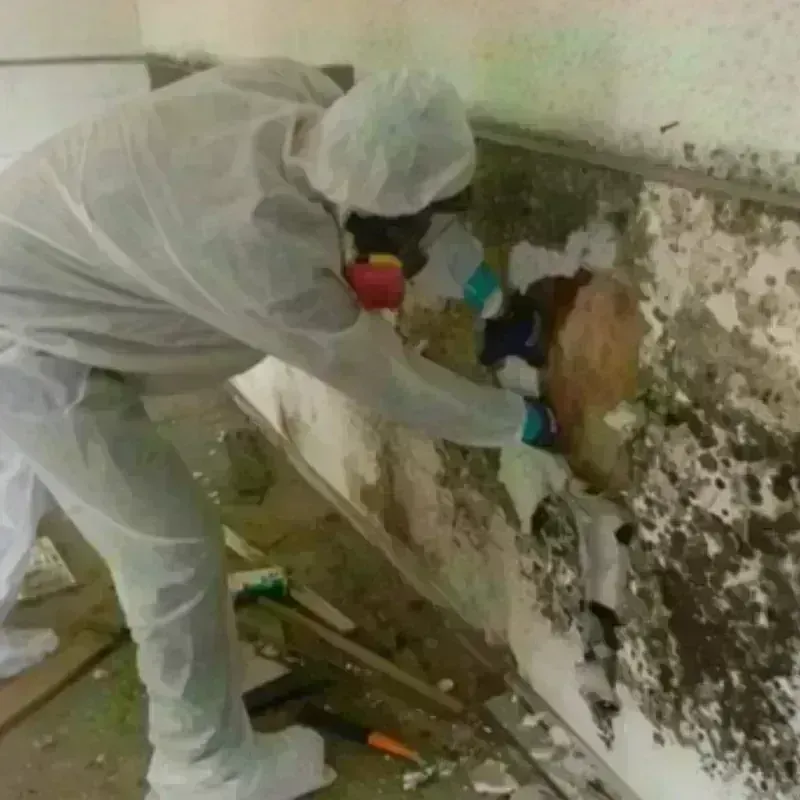 Mold Remediation and Removal in Rutherford College, NC